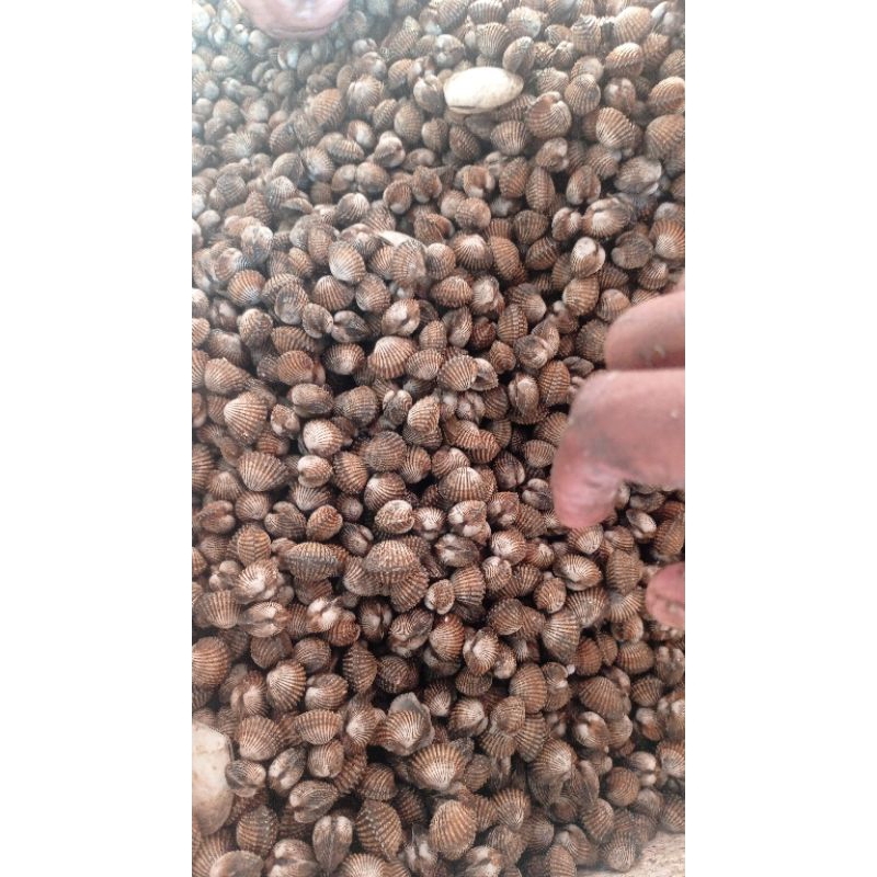 

Kerang Dara