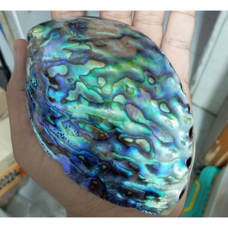 cangkang kerang Abalone/Paua ( Polished )