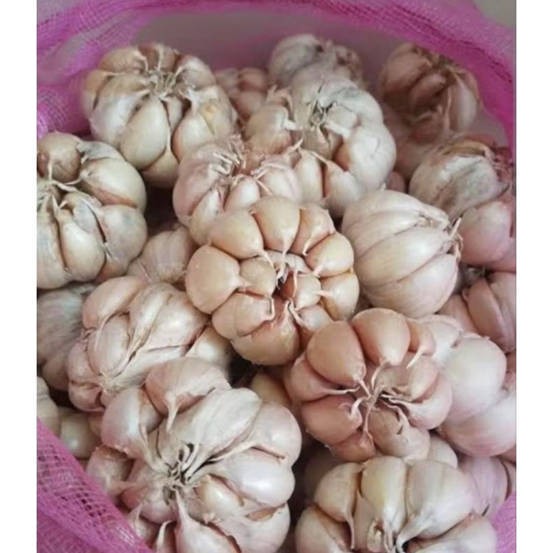 

bawang putih samarinda