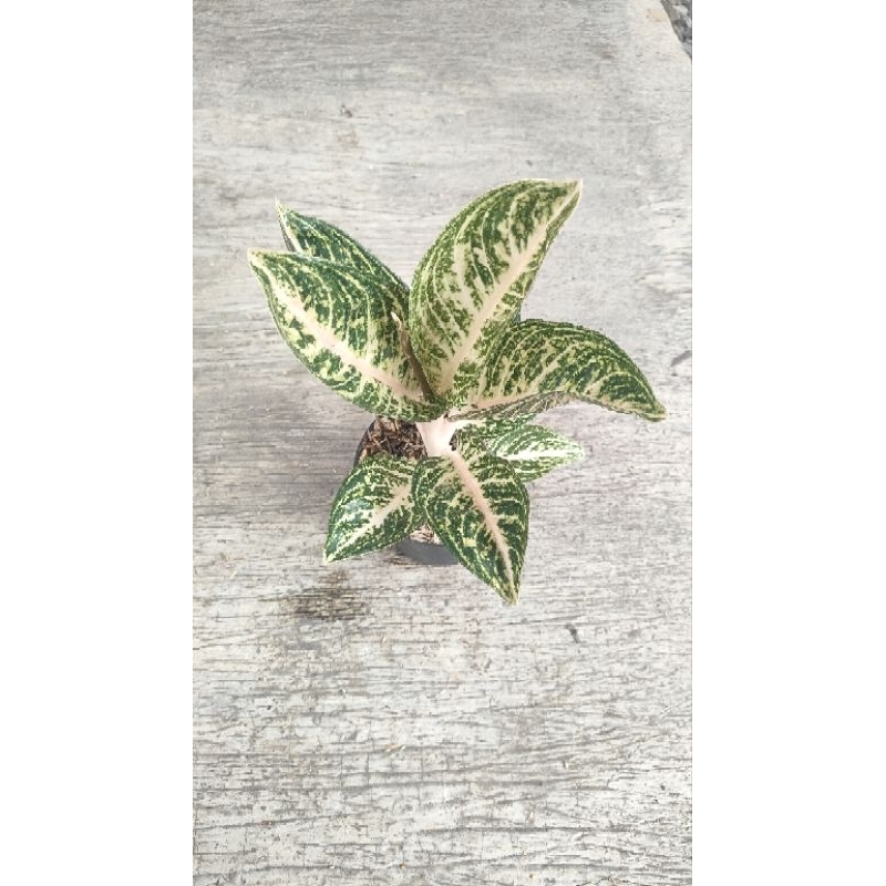 Aglaonema Widuri white