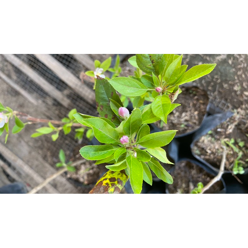 Bibit apel Fuji sudah berbuah/bunga