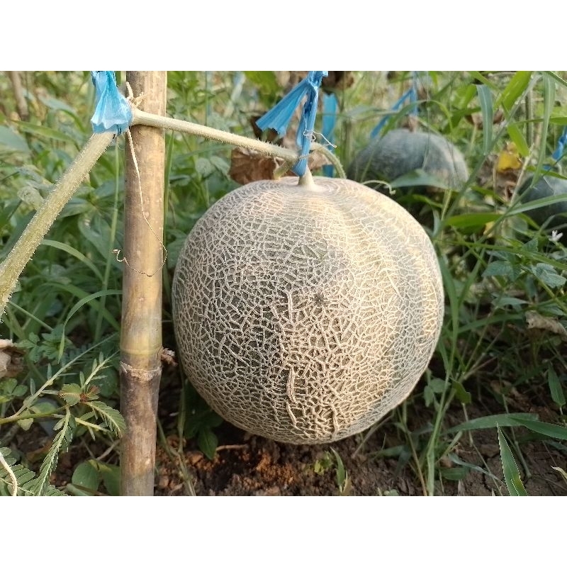 

Rock Melon (Melon Merah)