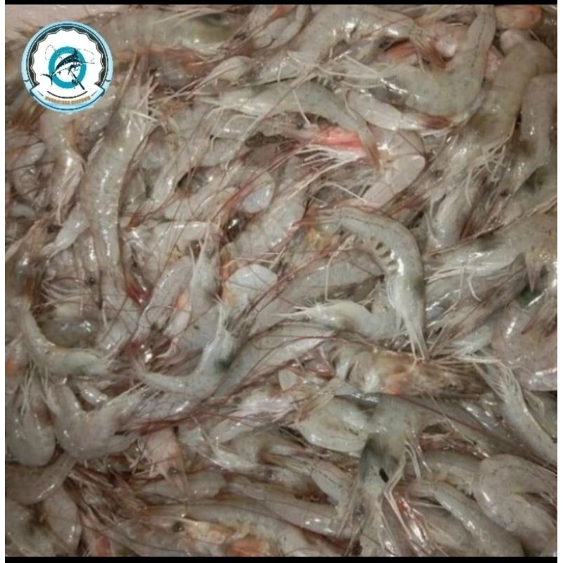 

udang api api