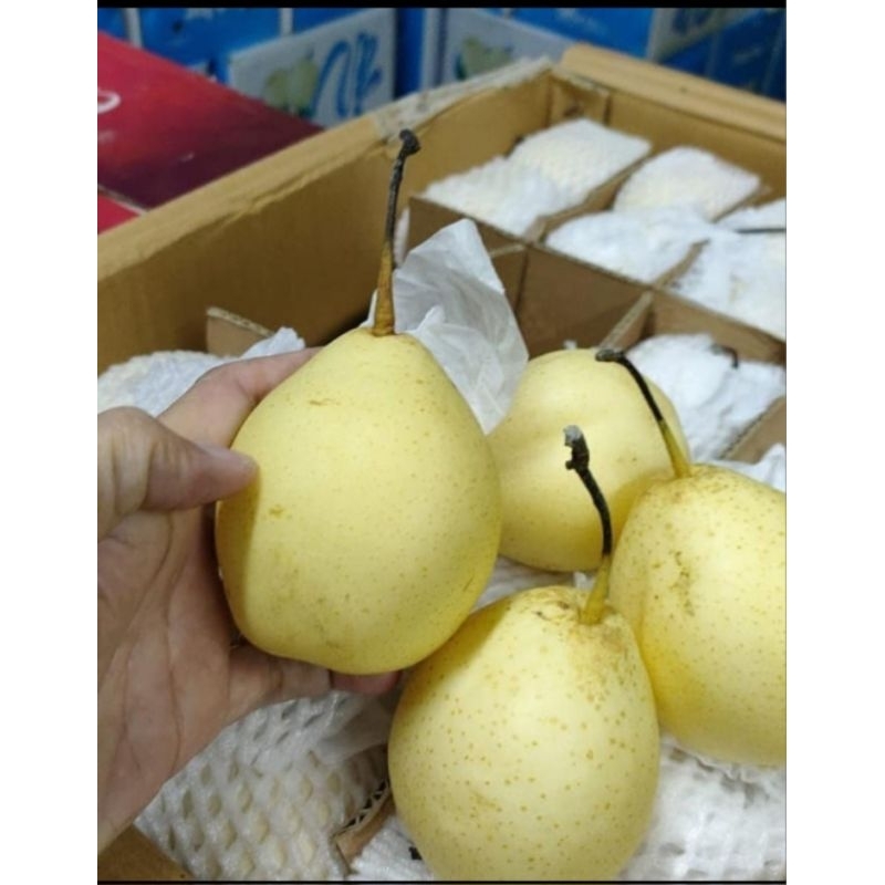 

(SALE) BUAH PEAR YALIE 1KG