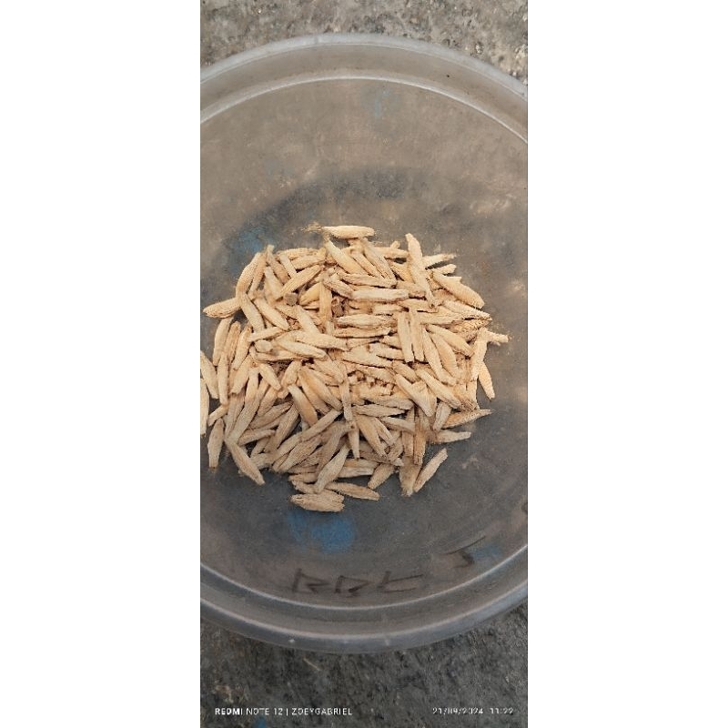 biji adenium silangan