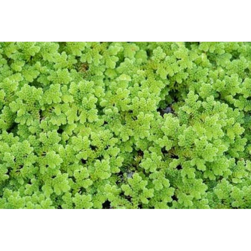 Tanaman Air Azolla