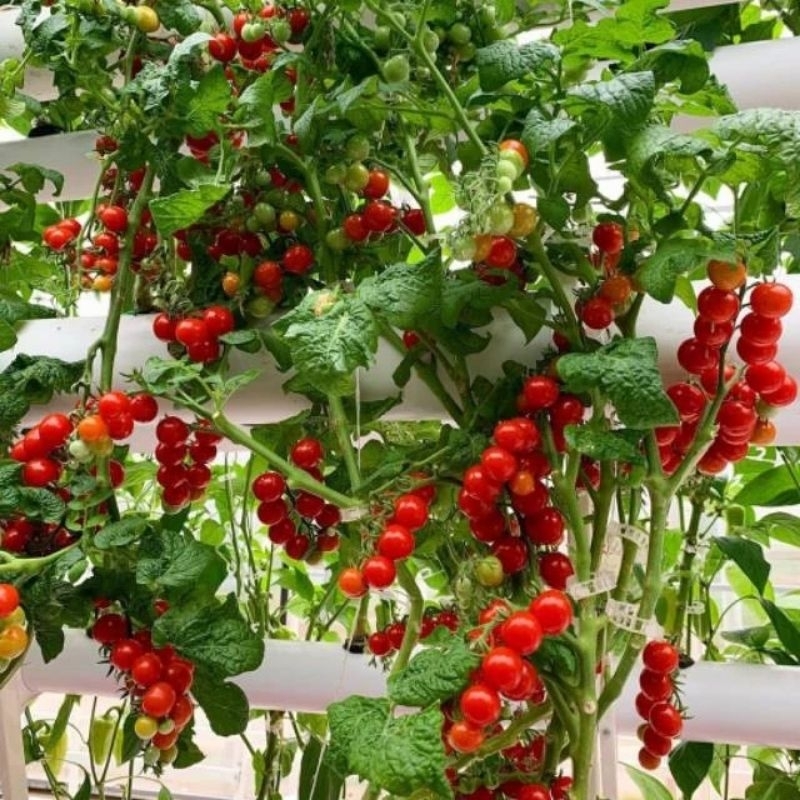 5 Biji - Benih Unggul Tomat Cherry Merah RUBY