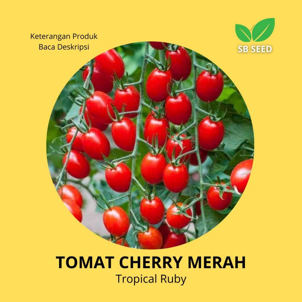 BENIH TOMAT CERRY / TOMAT CERI MERAH TROPICAL RUBY