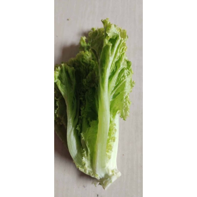 

Selada/ Salad/ Slada