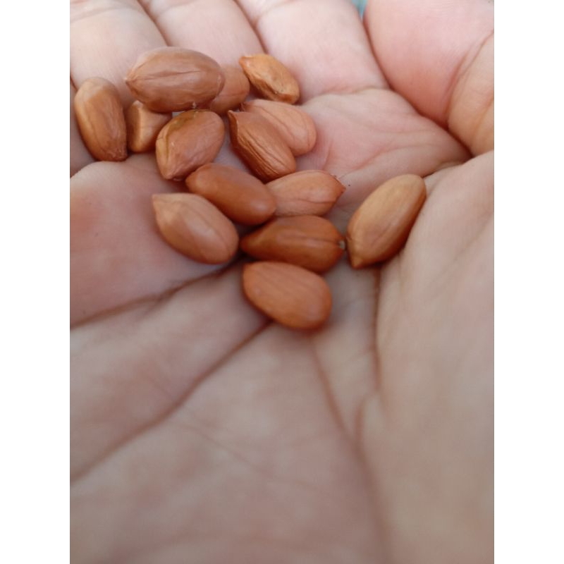 

Kacang Tanah grosir