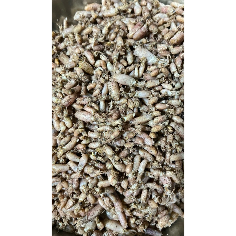 

Baby cumi Super Premium (05-1cm) 1kg