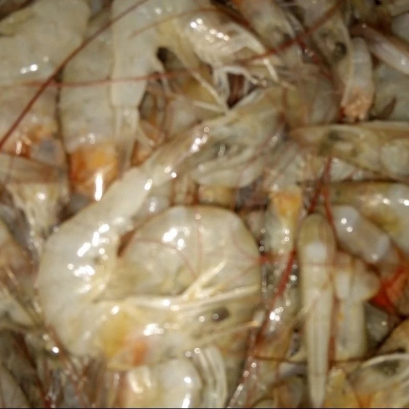 

Udang 1 kg (isi diatas 70ekor/kg)