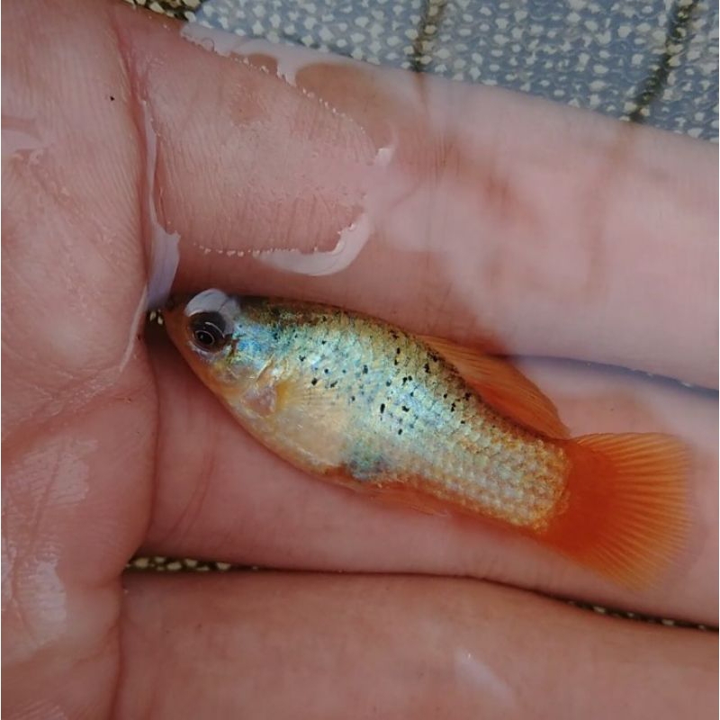 platy_cendrawasih/sepasang