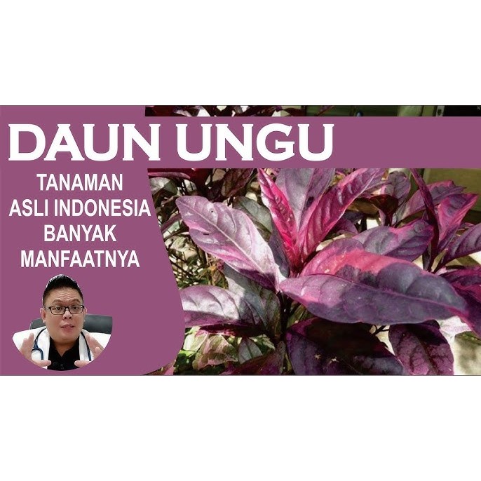 

DAUN HERBAL UNGU / DAUN UNGU FRESH / DAUN UNGU SEGAR