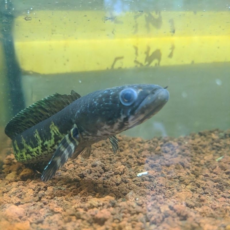 AURANTI 15-18 CM RANDOM