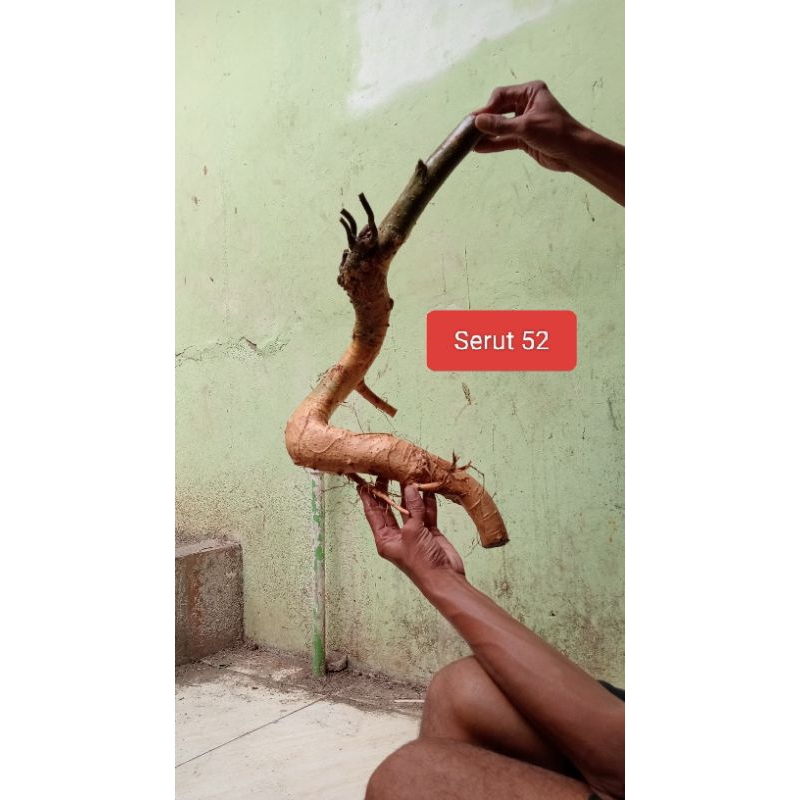 Bahan Bonsai Serut Dongkelan Berkarakter Size Large