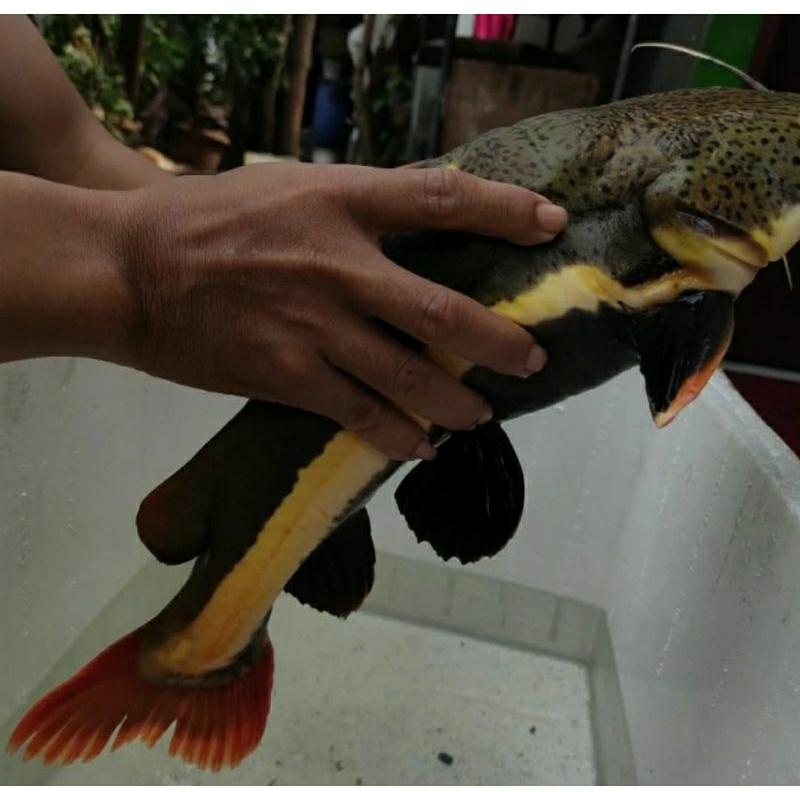 Red Tail Catfish RTC jumbo 40cm up