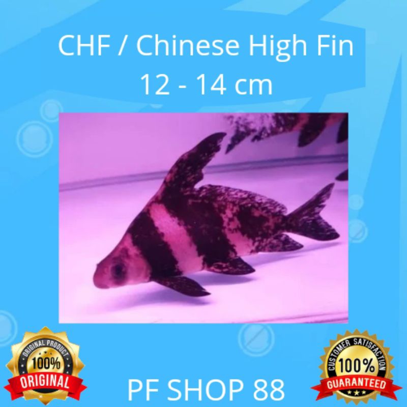 Ikan Hias CHF / Chinese High Fin 12 - 14 cm