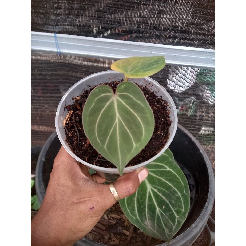 Anthurium HU original