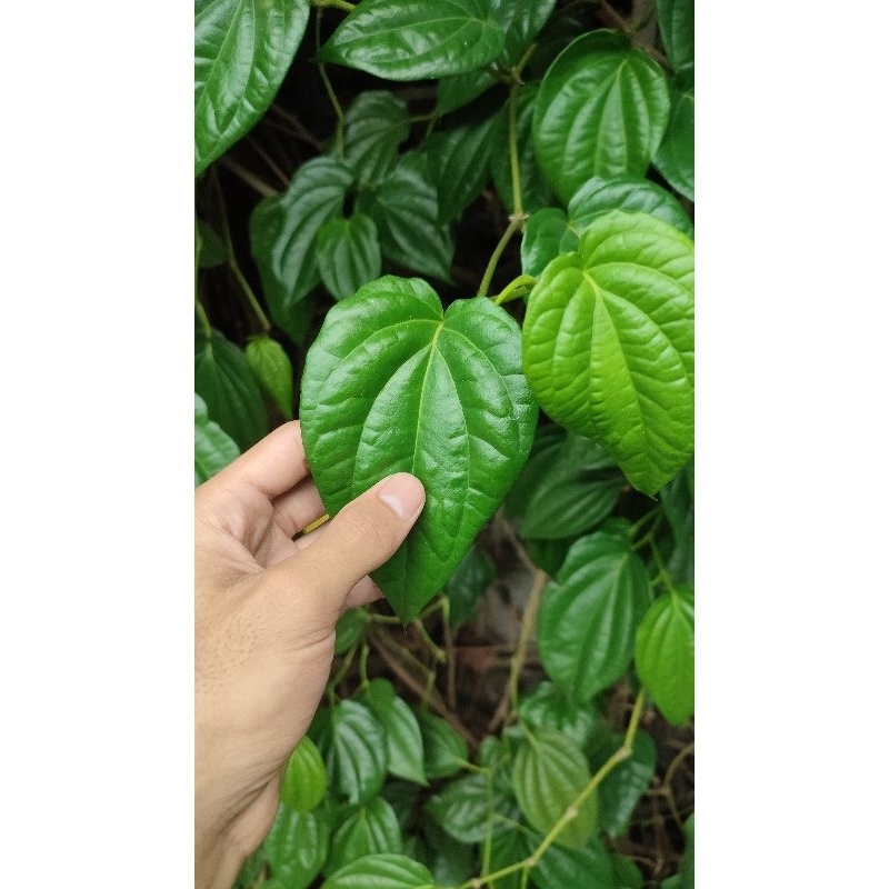 

Daun sirih segar100%alami