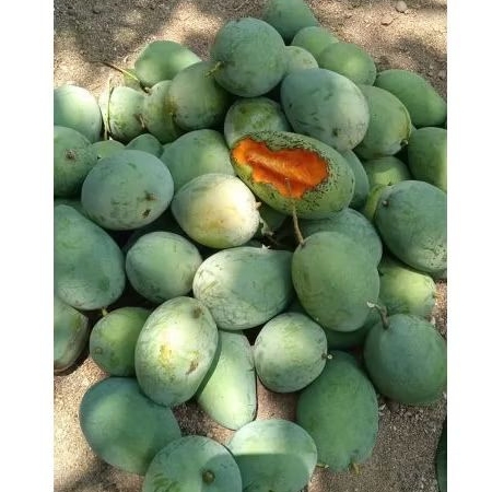 

mangga Harumanis kemampo fresh