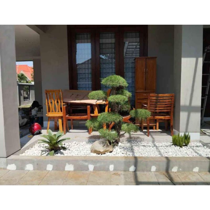Taman kering bonsai Cemara udang