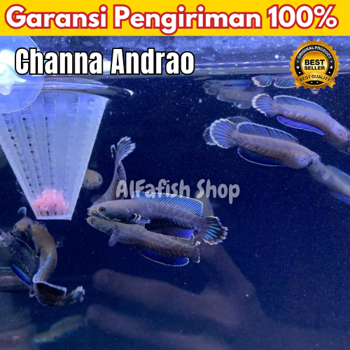 Dekorasi Aquarium Channa Andrao  6-8cm gondrong