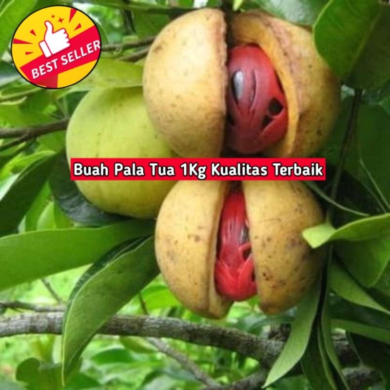 

buah pala segar 1kg