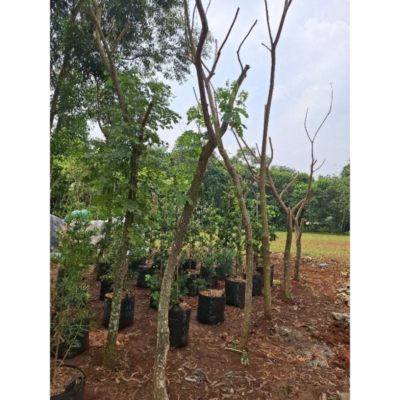 tanaman hias trembesi - pohon trembesi