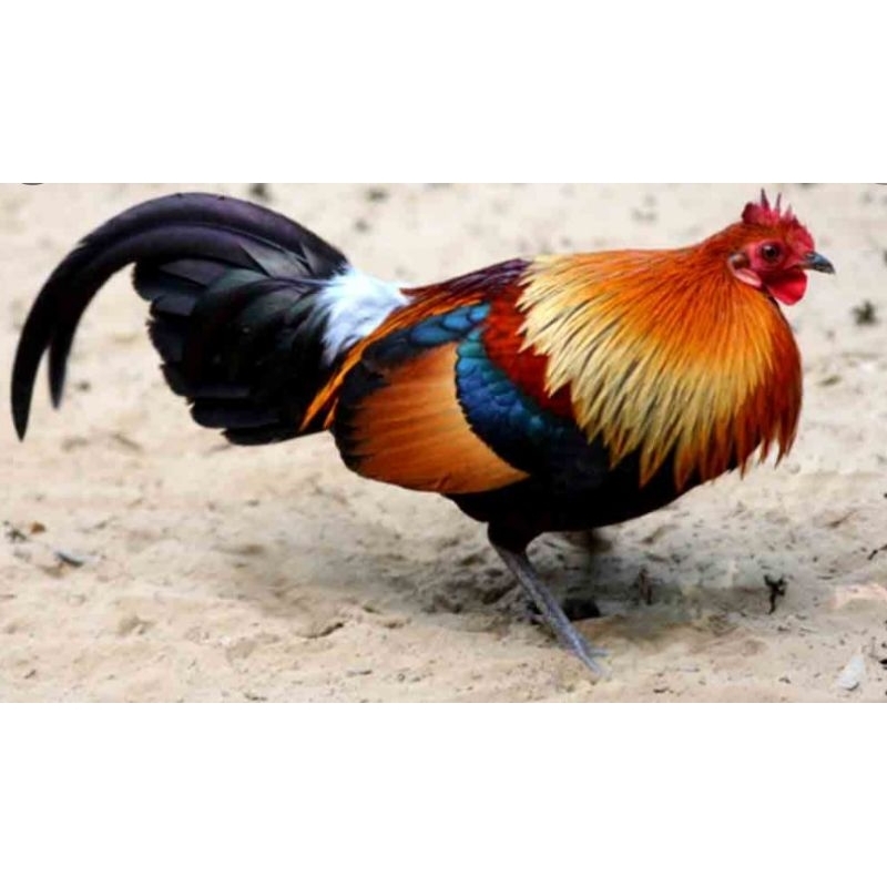 

ayam AHMJ ( pengiriman via kereta)