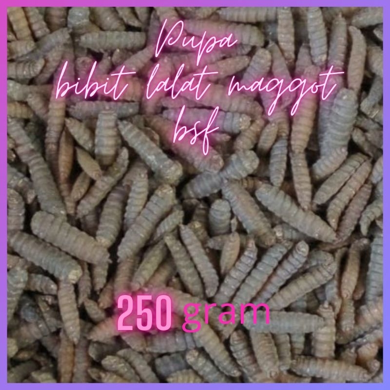 maggot Bsf Pupa| Pupa kepongpong magot lalat bsf kemasan 250gram