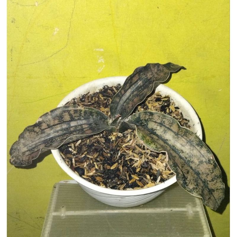 SANSEIVERA BROWN KIRKII