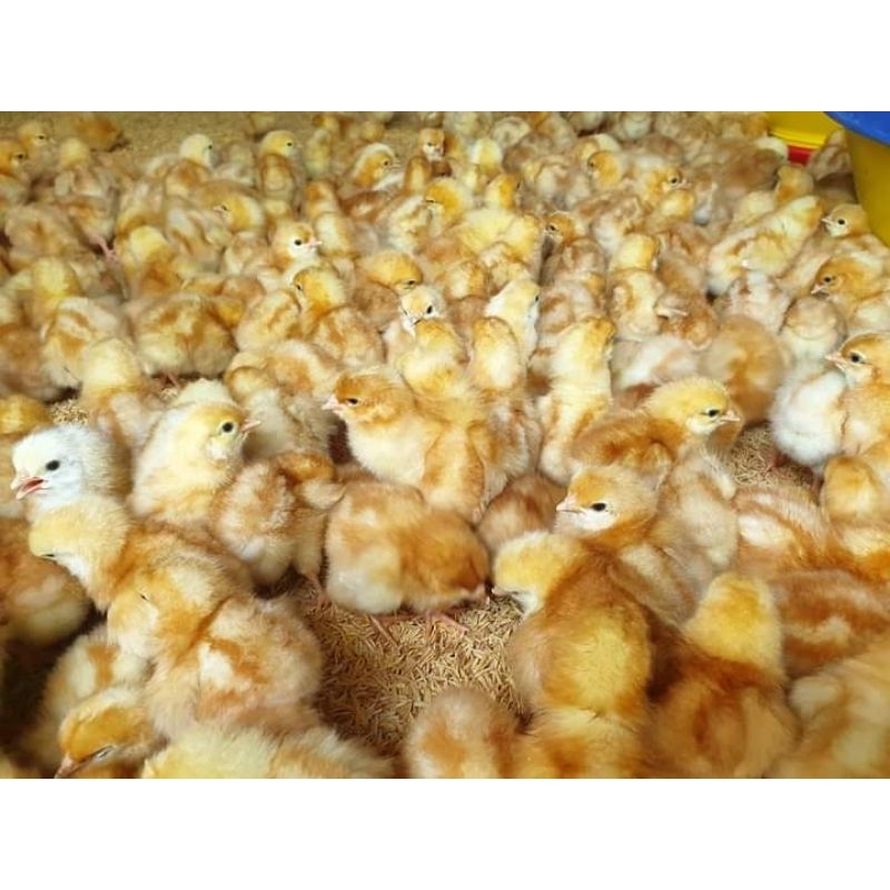 DOC LAYER PETELUR Bibit Anak Ayam Petelur Anakan Petelor Bandung