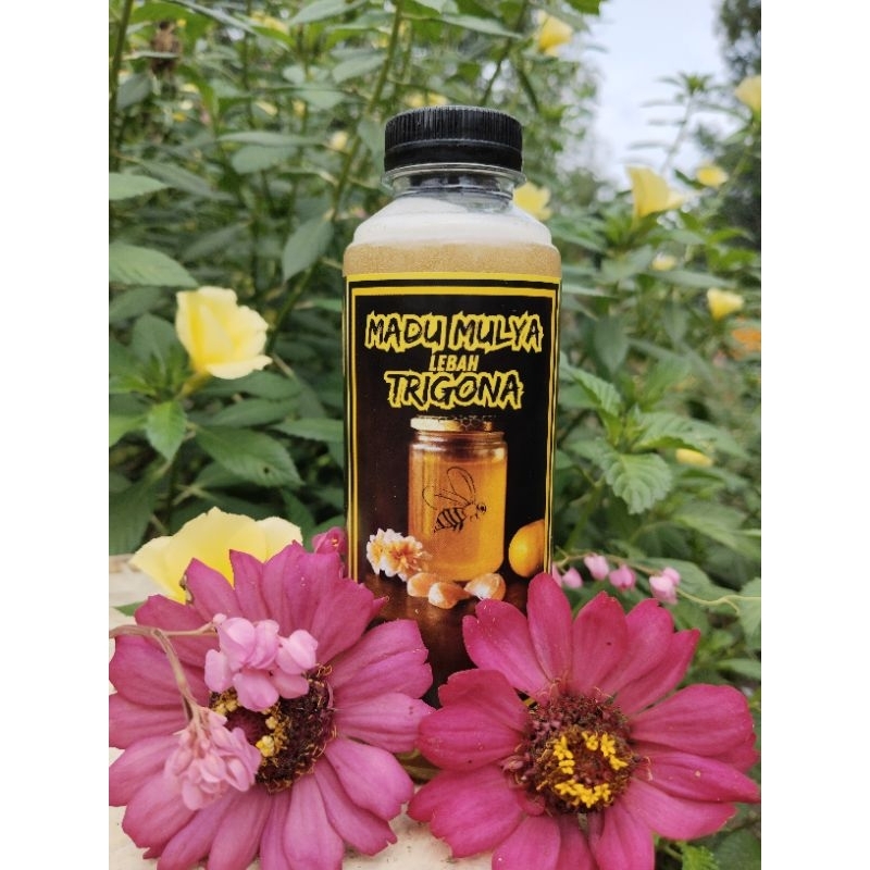 

Madu Asli Klanceng/Trigona Jenis Itama 100% asli. Madu Mulya Trigona