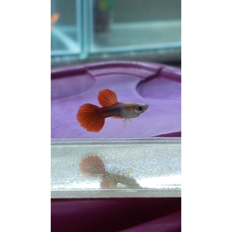 HB_RED_ROSE_TAIL