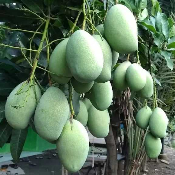 

Buah Mangga Madu Mangga Muda Khusus Rujak[TAMBAHAN]