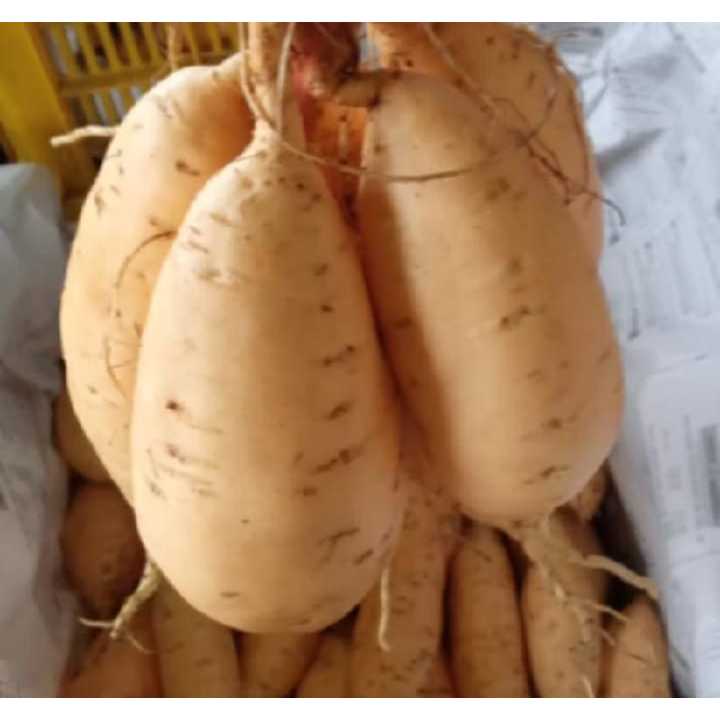 

GR Ubi Madu Cilembu Mentah super 1kg Kualitas AB