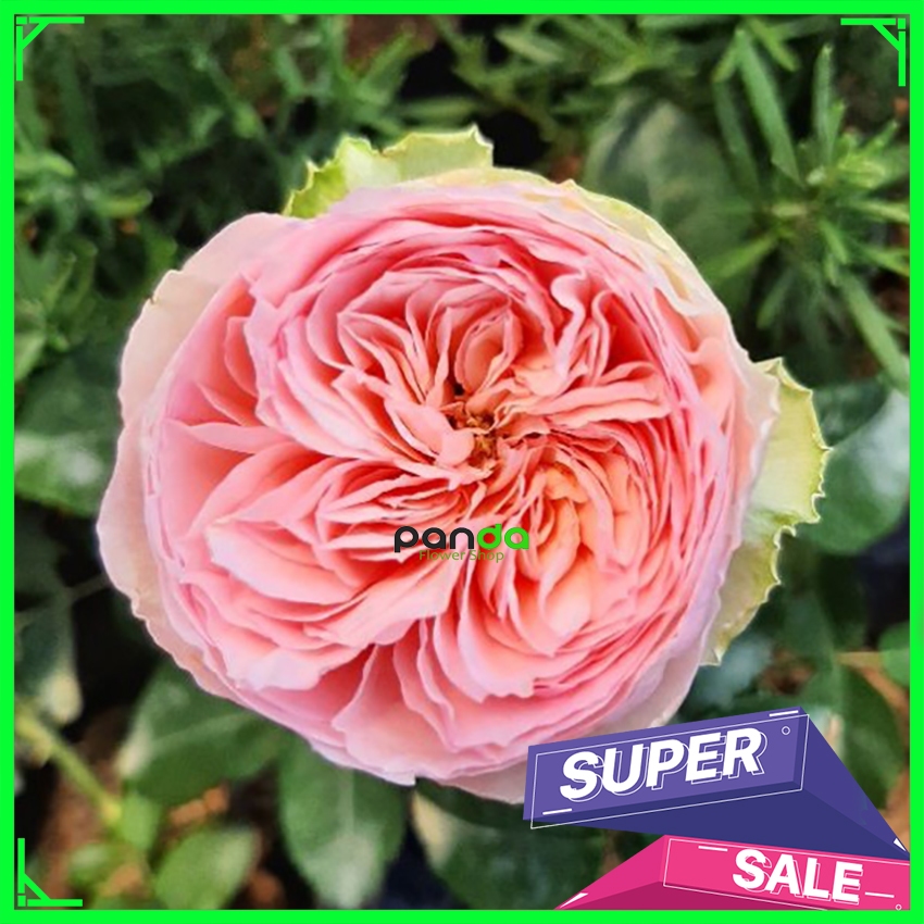 Mawar Import Charming Piano