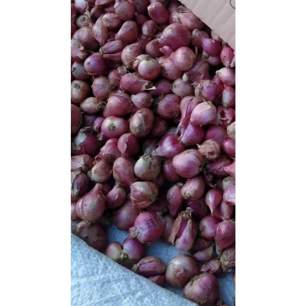 

TERMURAH!! BAWANG MERAH BREBES 1KG