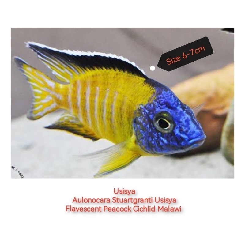Usisya Cichlid (The Aulonocara Stuartgranti Usisya Flavescent Peacock Cichlid Malawi)