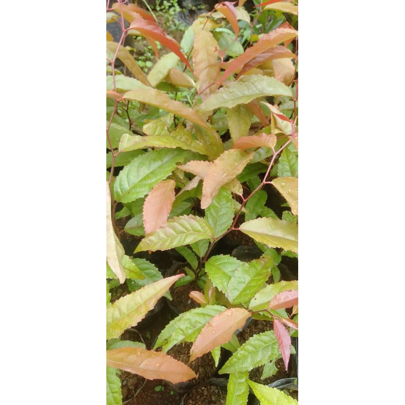 Bibit Tanaman Buah Rukem