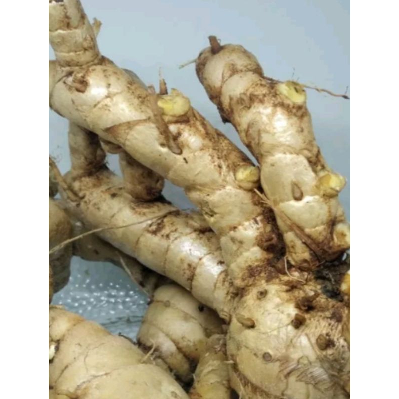

1kg temu putih organik obat kanker