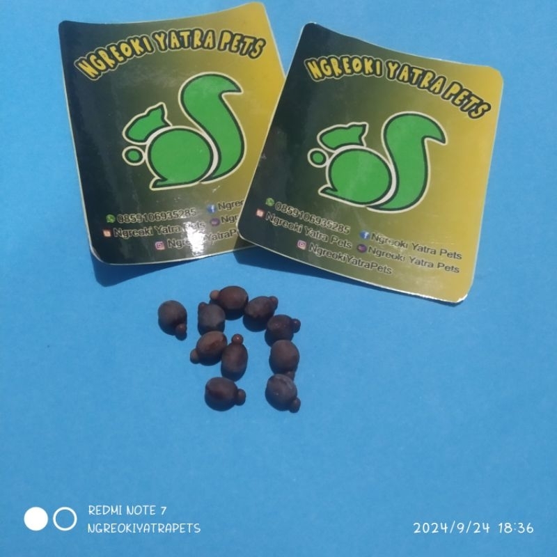 

Telur belalang stick Eurycnema Versirubra Gold dan Toska