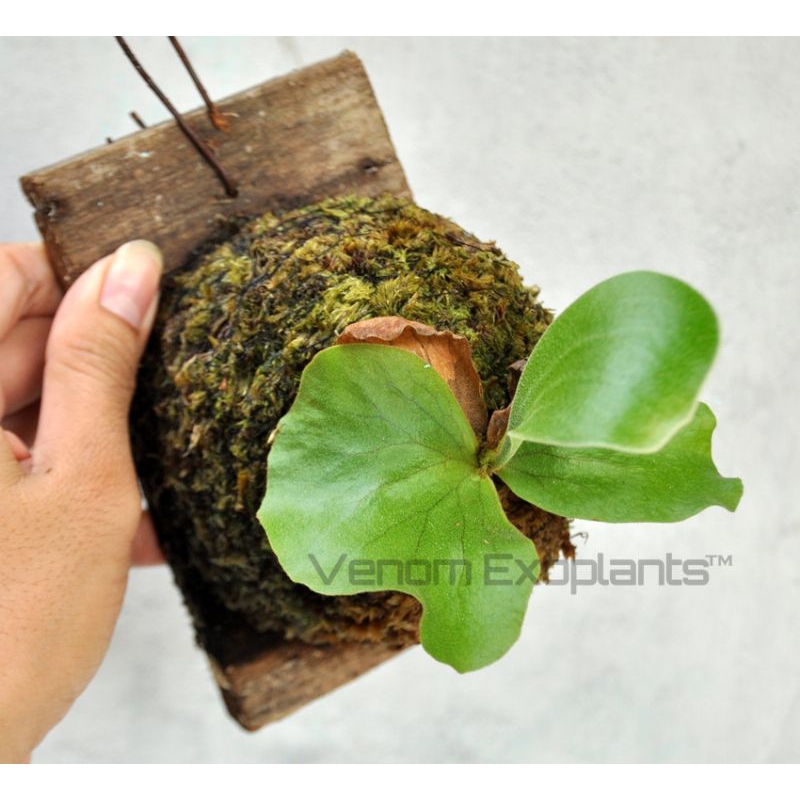 VE1354 Platycerium elephantotis Silver angolense angola tanaman pakis paku fern kadaka simbar menjan