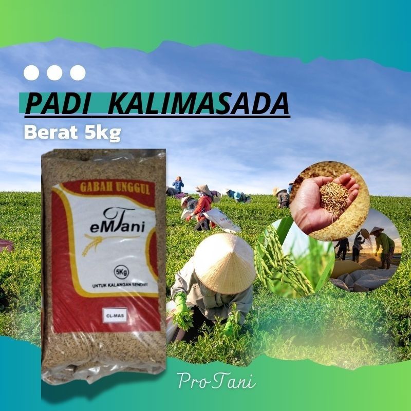 BIBIT BENIH PADI KALIMASADA TERBARU KALIMOSODO ORIGINAL