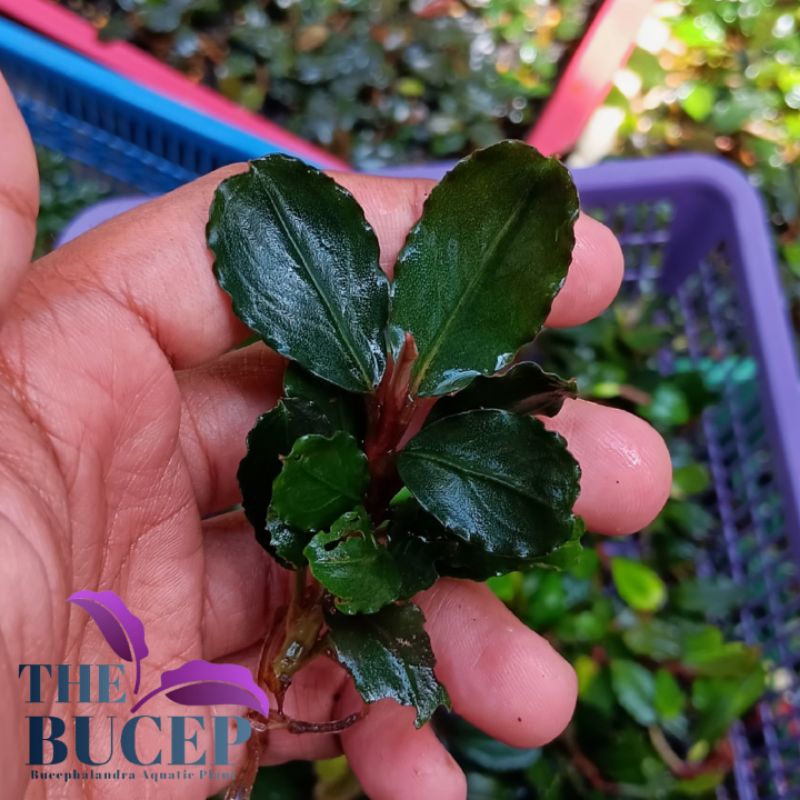 Bucephalandra sp brownie helena