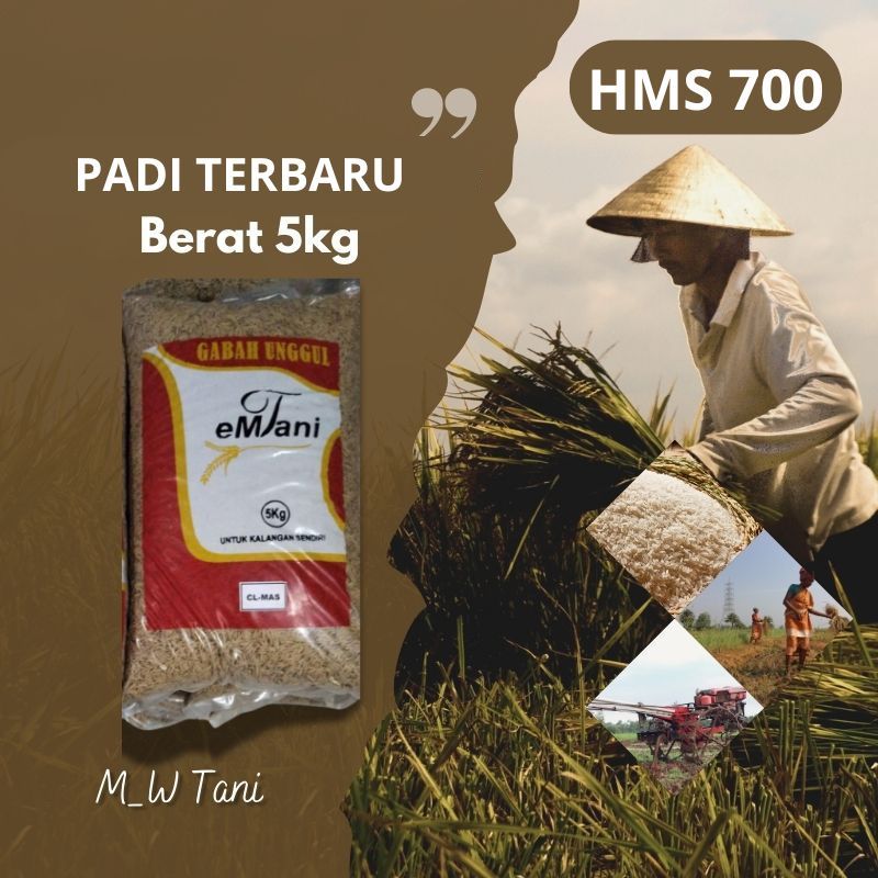 BIBIT BENIH PADI HMS700 TERBARU HMS 700 ORIGINAL