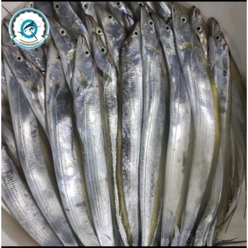 

Ikan LAYUR SEGAR