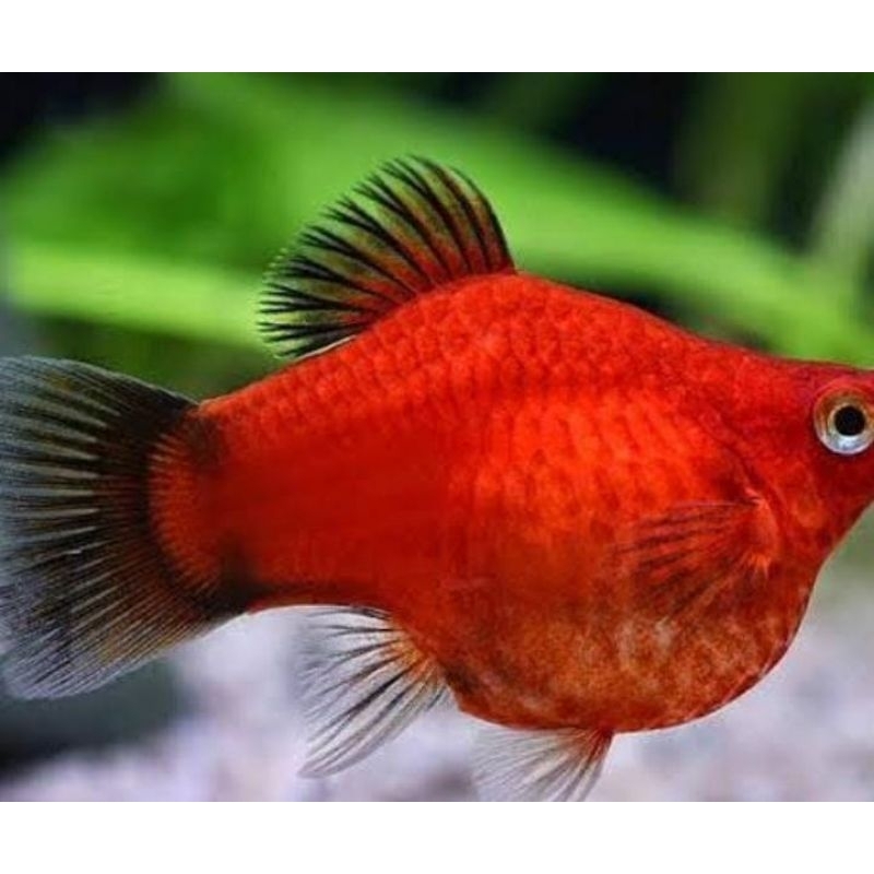 ikan hias (molly koral) ikan hias aquarium aquascap air tawar