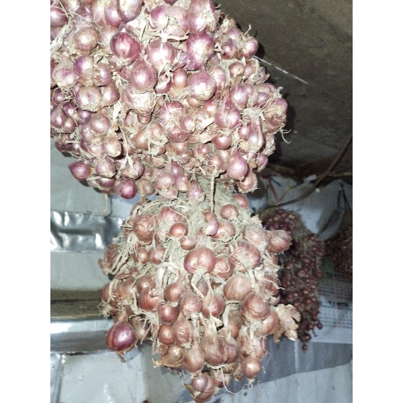 

Bibit / benih bawang merah jawa lokal 1 kg